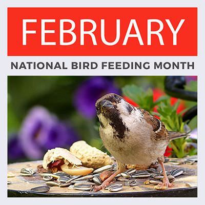 Bird Feeding Month